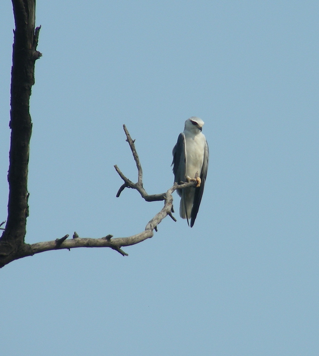 Black Winged Kite resting on a tree.